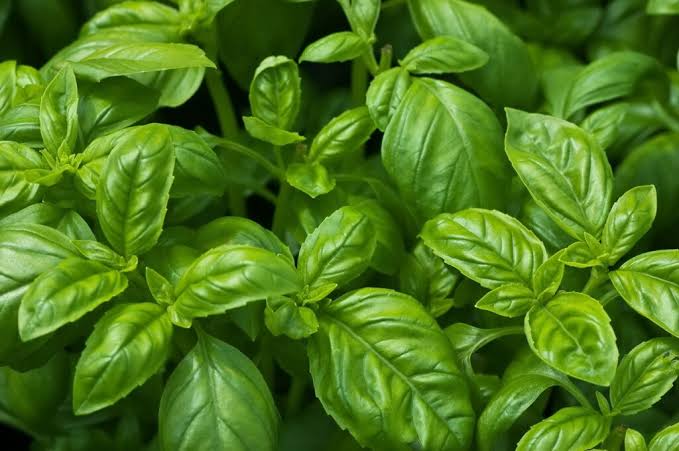 Basil fresh produce