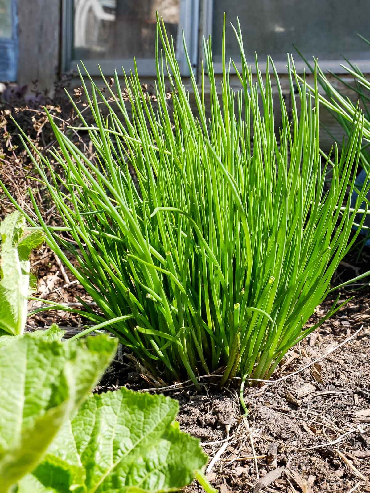 Chives fresh produce